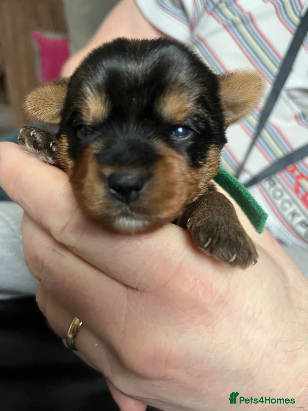 Yorkshire Terrier dogs for sale: Beautiful Yorkshire Terrier puppies - Advert 15