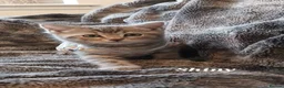 British Shorthair cats for sale: British Shorthair Boy - Advert 9