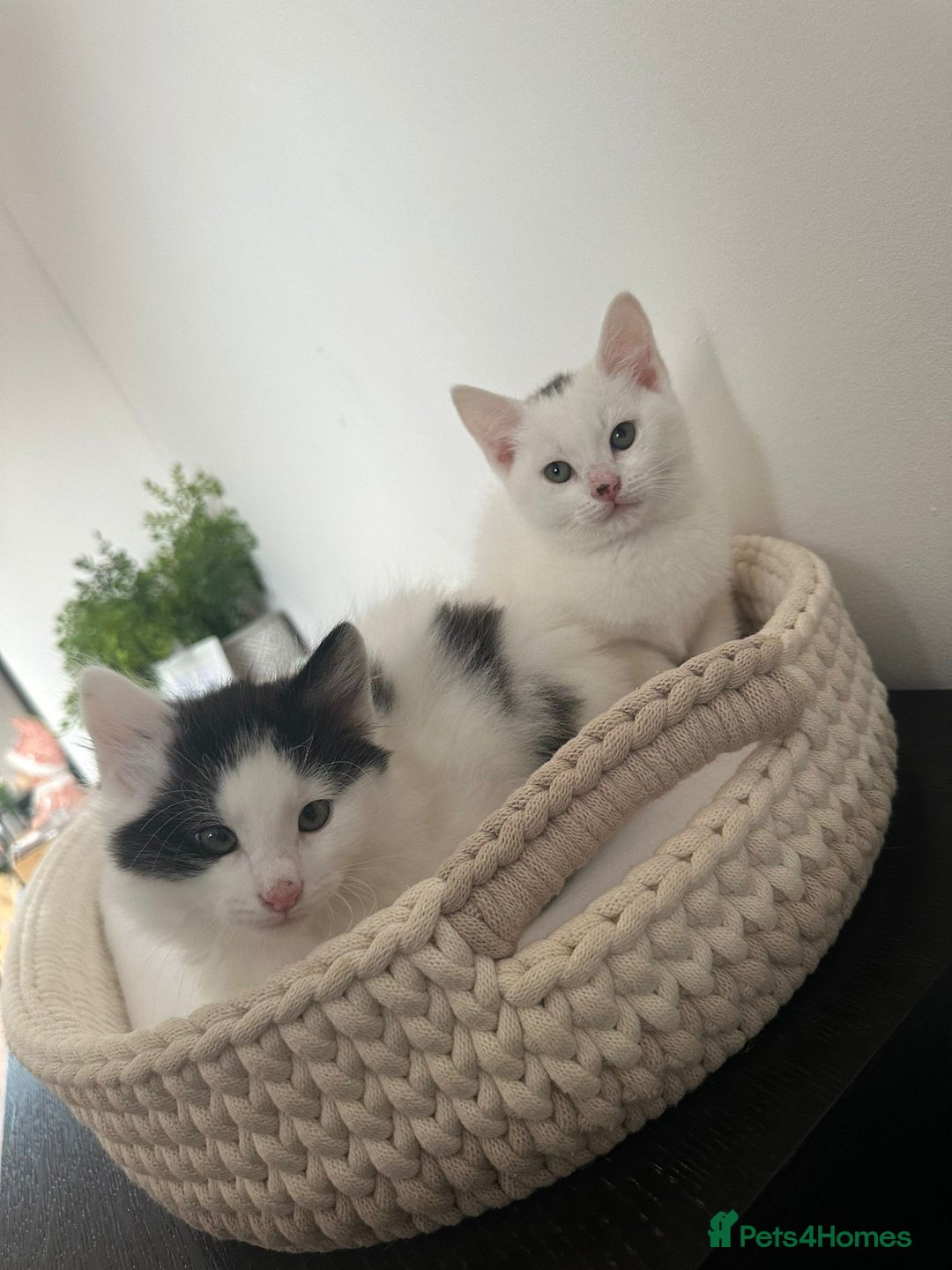 Mixed Breed cats for sale: Part Maine Coon black and white fluffy male cat - Advert 13