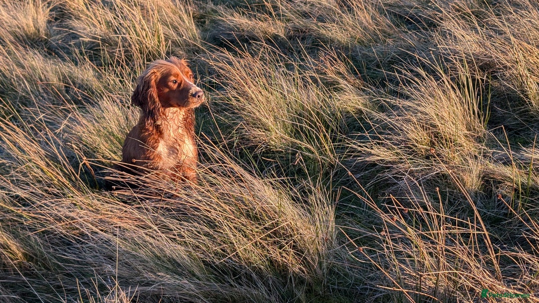 Cocker Spaniel dogs for sale: Adorable Working Cocker Puppies - Image 13