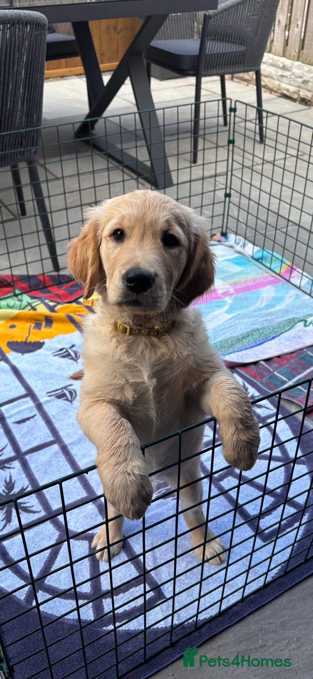 Golden Retriever dogs for sale: Ready now - Golden Retriever Puppies  - Image 6