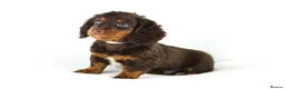 Miniature Dachshund dogs for sale: 4 male Dachshunds - Advert 7