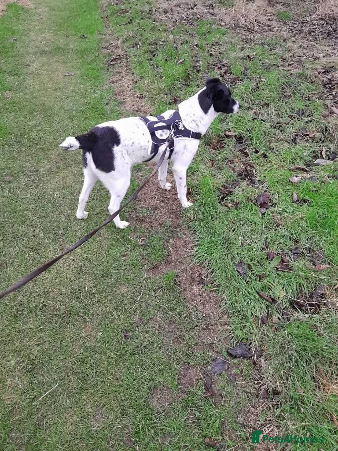 Mixed Breed dogs for adoption: Meet Rocky, currently residing in Aberdeen  - Advert 5