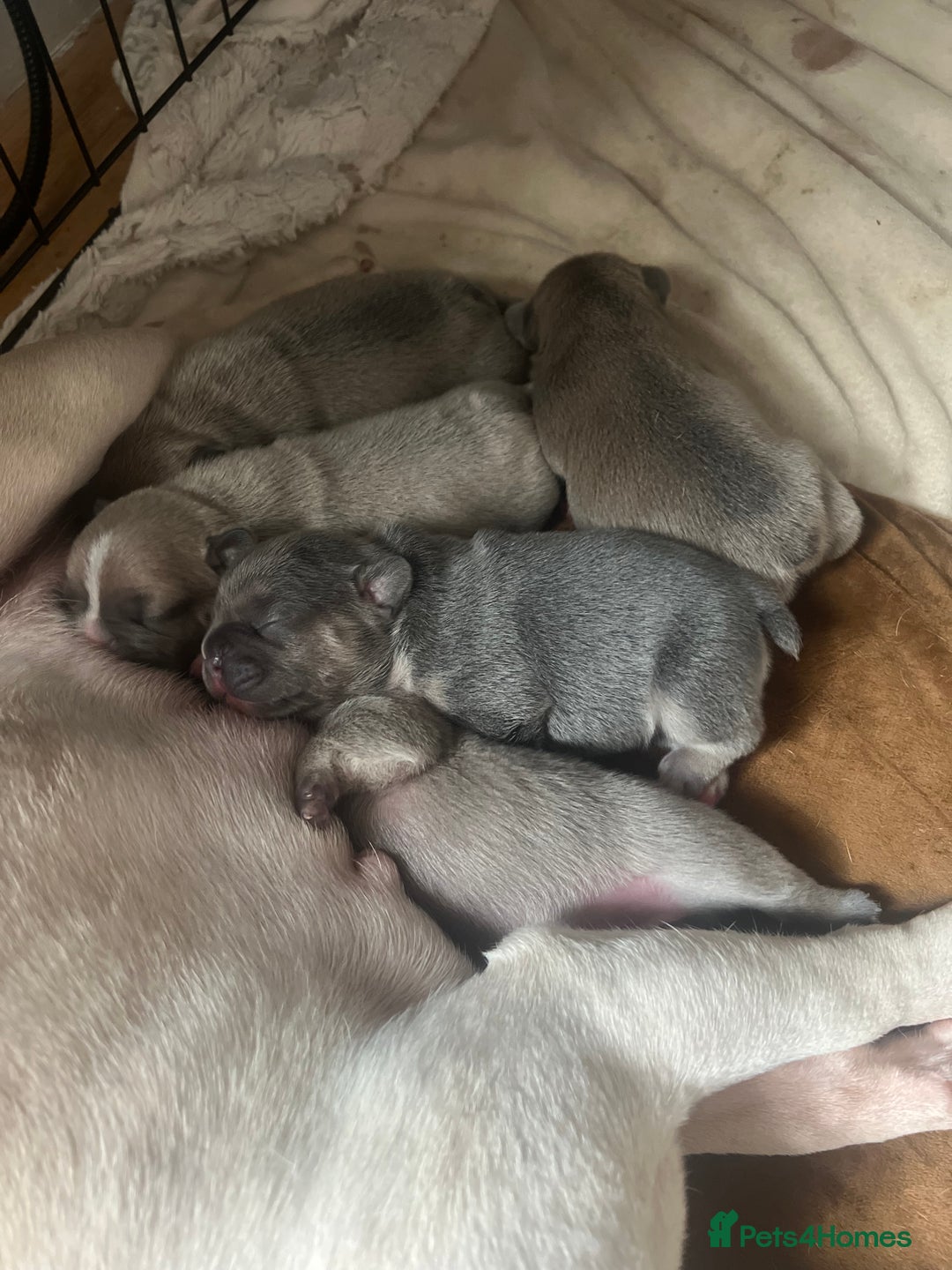 French Bulldog dogs for sale: FRENCH BULLDOGS 2 BOYS 1 GIRL - Image 4