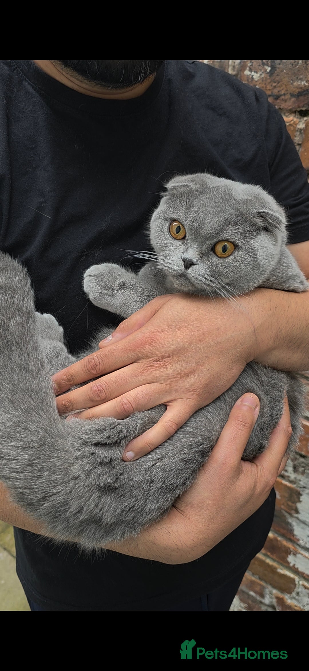 Scottish Fold cats for sale: ✨ Scottish Fold Female Kitten for Sale ✨ - Image 1