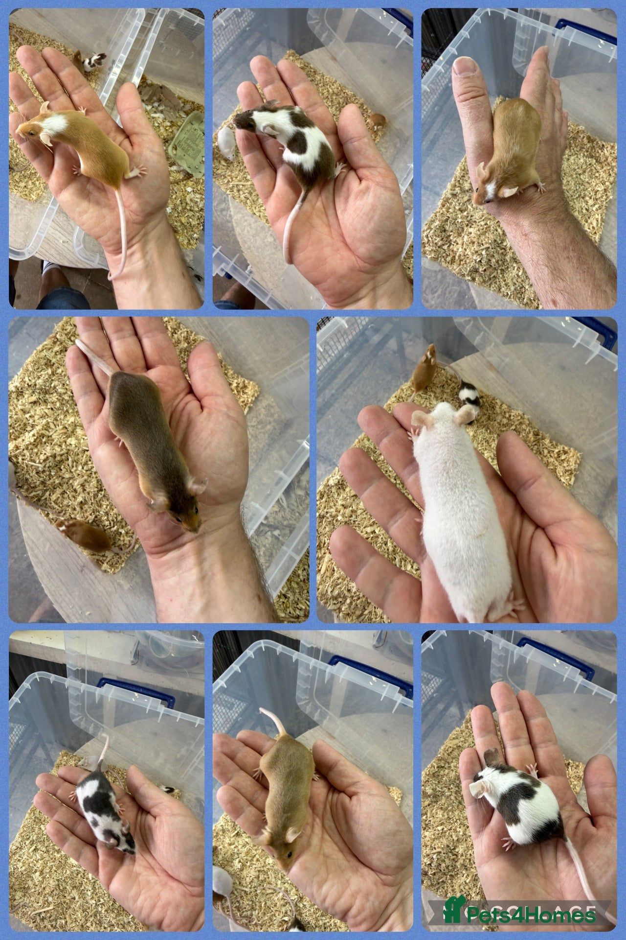 Mouse rodents Friendly Fancy Mice - Males UPDATED 1/8/26 - Advert 1