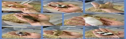 Mouse rodents for sale: Friendly Fancy Mice - Males UPDATED 3/8/26 - Advert 1