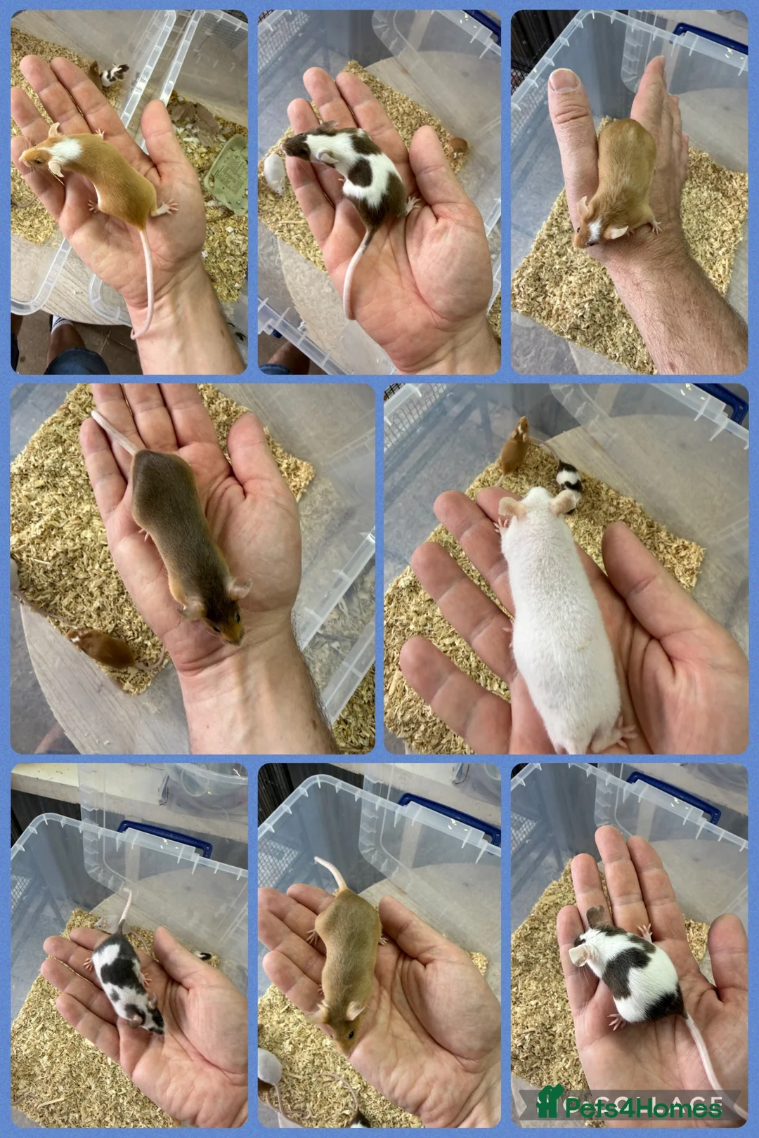 Mouse rodents for sale: Friendly Fancy Mice - Males UPDATED 3/8/26 - Advert 1