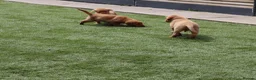 Labrador Retriever dogs for sale: Beautiful KC Registered Labrador Puppies - Advert 24