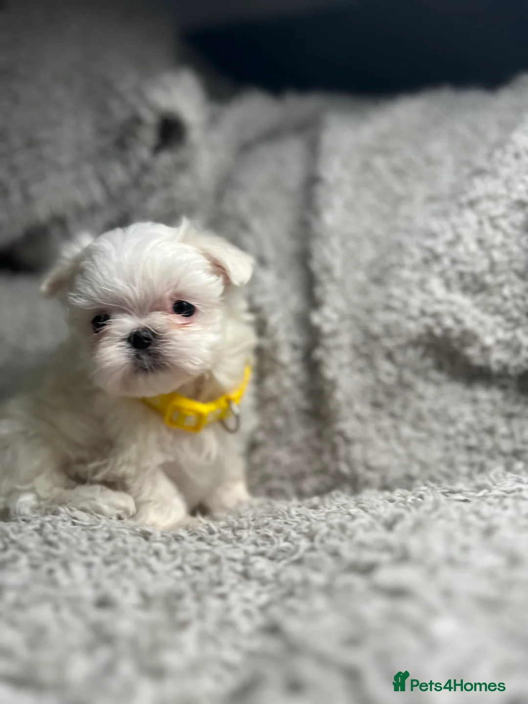 Maltese dogs for sale: One girl and boy available  - Advert 8