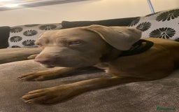 Cane Corso dogs for sale: Cane corso female  - Image 7