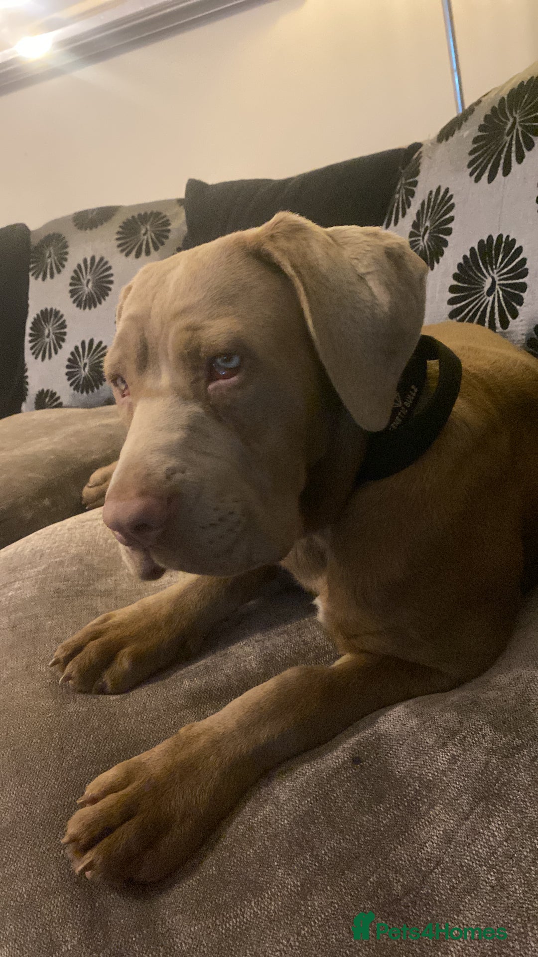 Cane Corso dogs for sale: Cane corso female  - Image 7