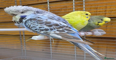 Budgerigars birds Budgies available for new homes - Advert 11