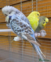 Budgerigars birds Budgies available for new homes - Advert 10