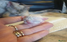 Devon Rex cats for sale: 3 Devon Rex female kittens for sale!!!🐯🐯🐯 - Image 2
