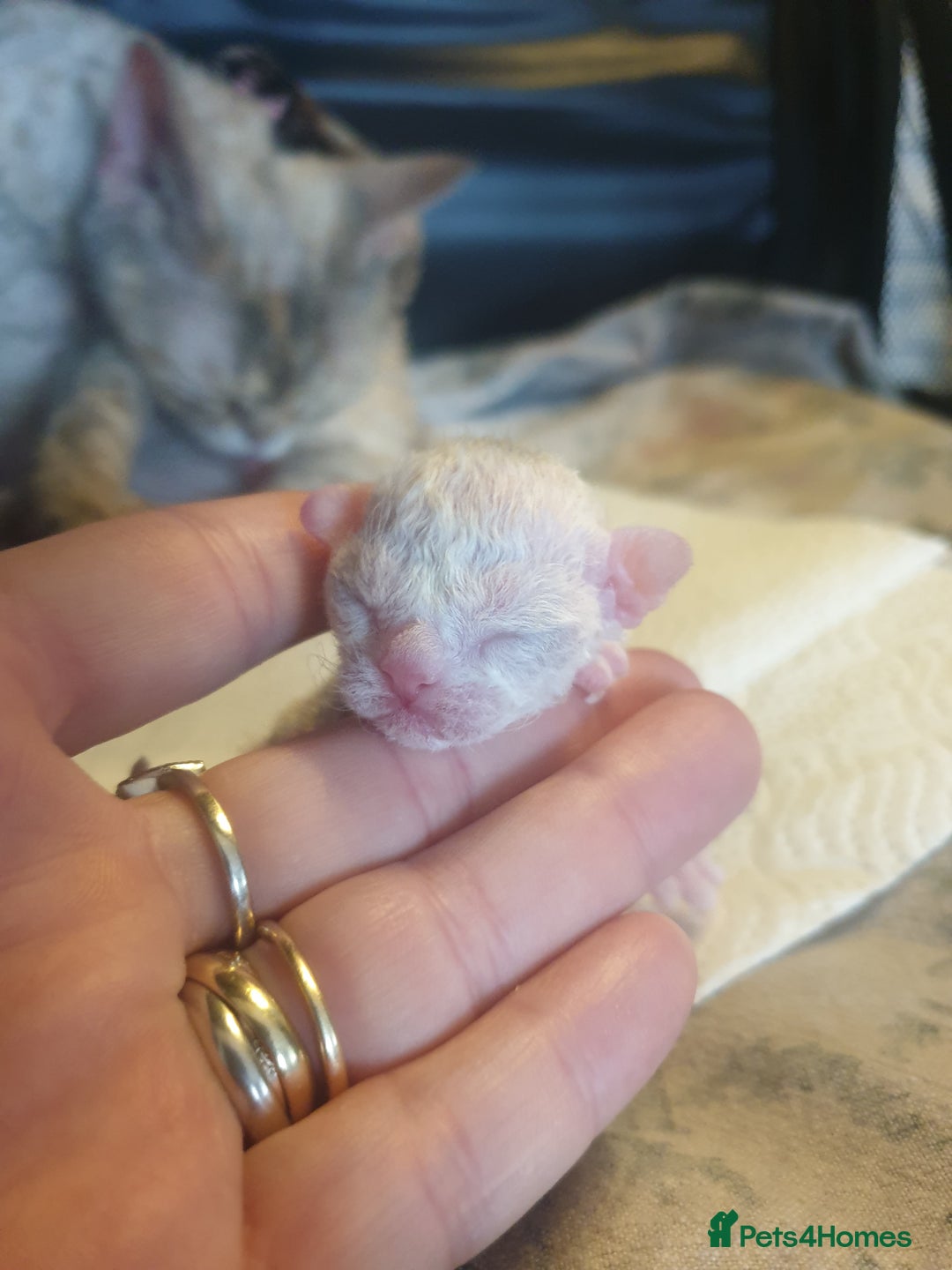 Devon Rex cats for sale: 3 Devon Rex female kittens for sale!!!🐯🐯🐯 - Image 2