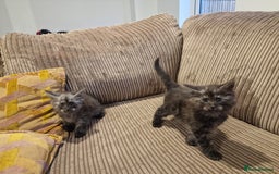 Maine Coon cats for sale: Maine coon cross - Image 15