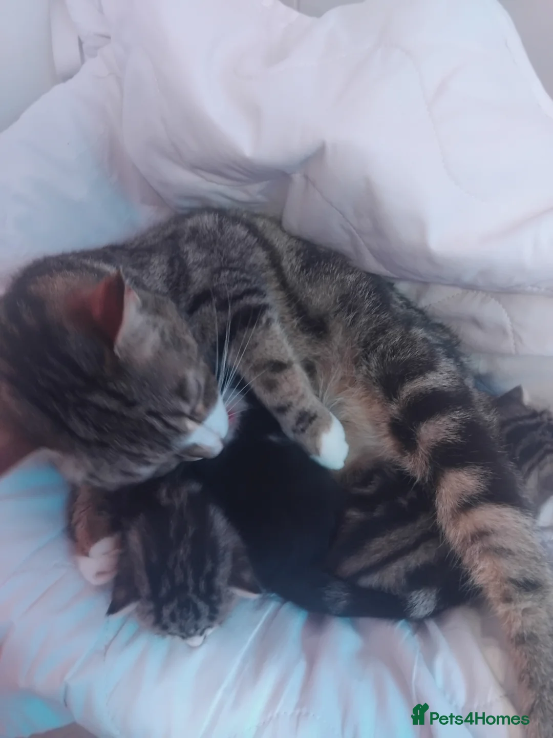 Mixed Breed cats for sale: Mixed bengal X kittens - Advert 7