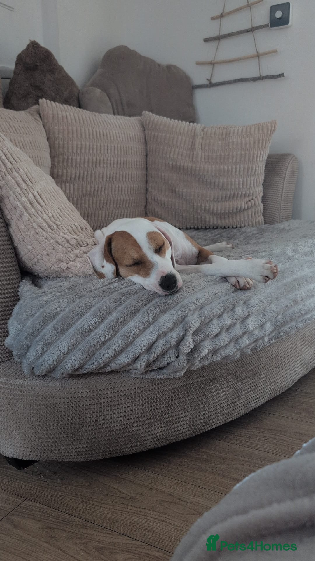 Mixed Breed dogs Loving jackabee called Bonnie  - Advert 1