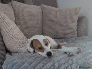 Mixed Breed dogs Loving jackabee called Bonnie - Advert 5