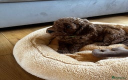 Miniature Poodle dogs for sale: 5 generation pedigree beautiful red mini poodles - Image 13