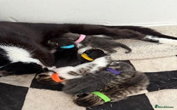Mixed Breed cats for sale: 6 beautiful kittens  - Image 1