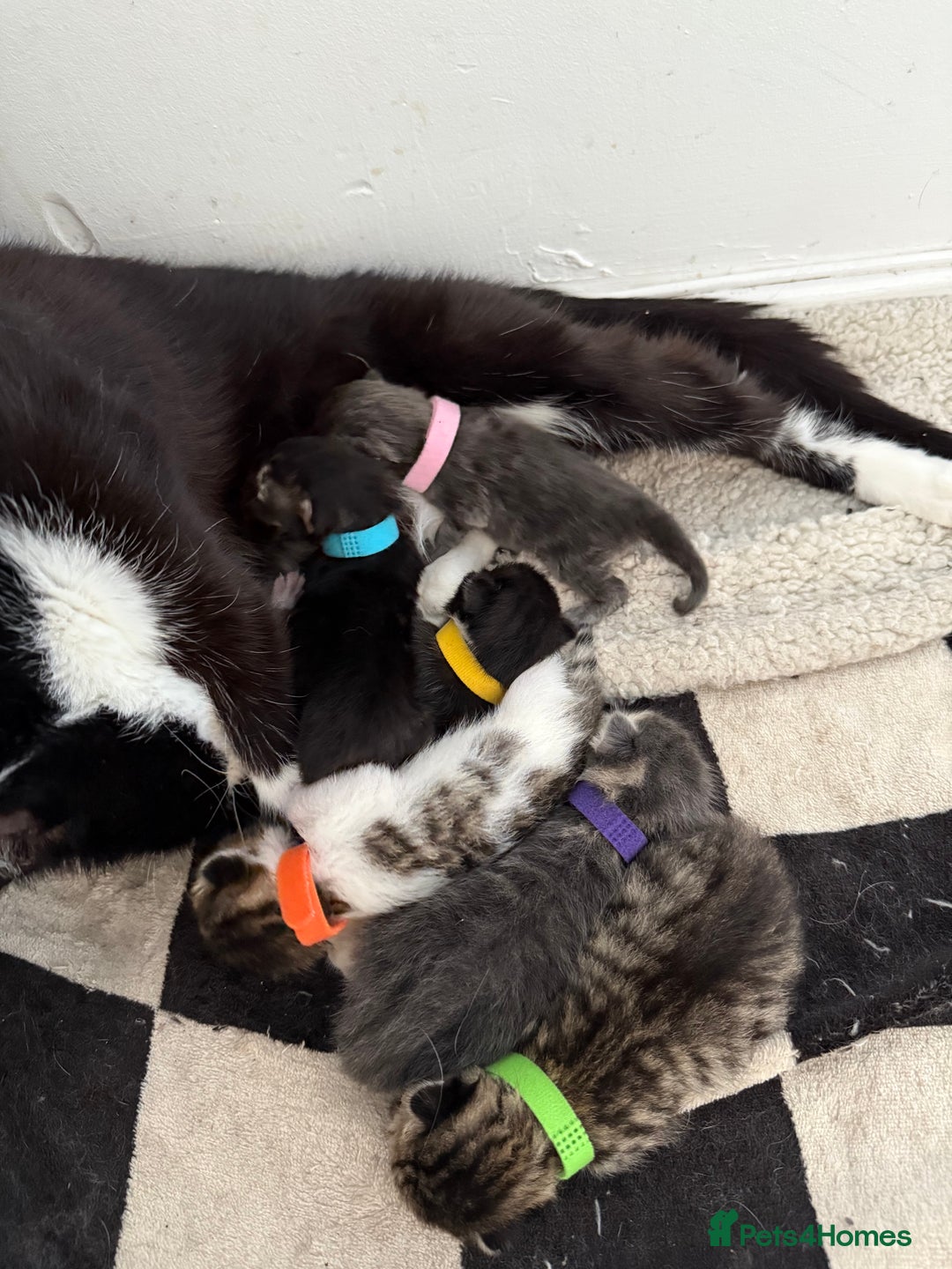 Mixed Breed cats for sale: 6 beautiful kittens  - Image 1