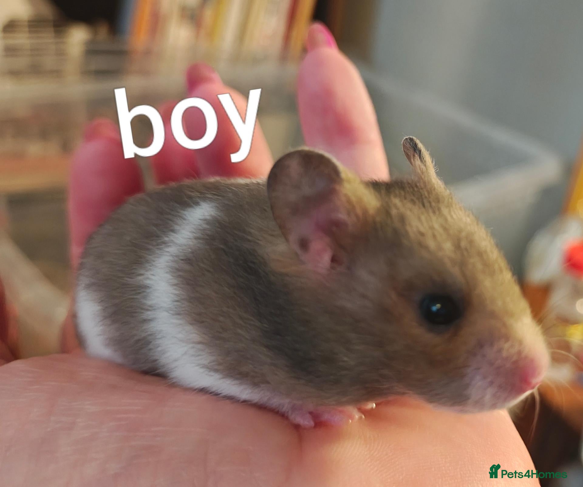 Hamster rodents Two left! Baby Syrian Hamsters ready to go NOW! - Advert 4