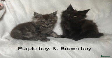 Maine Coon cats - Advert 14