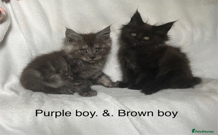 Maine Coon cats - Advert 4