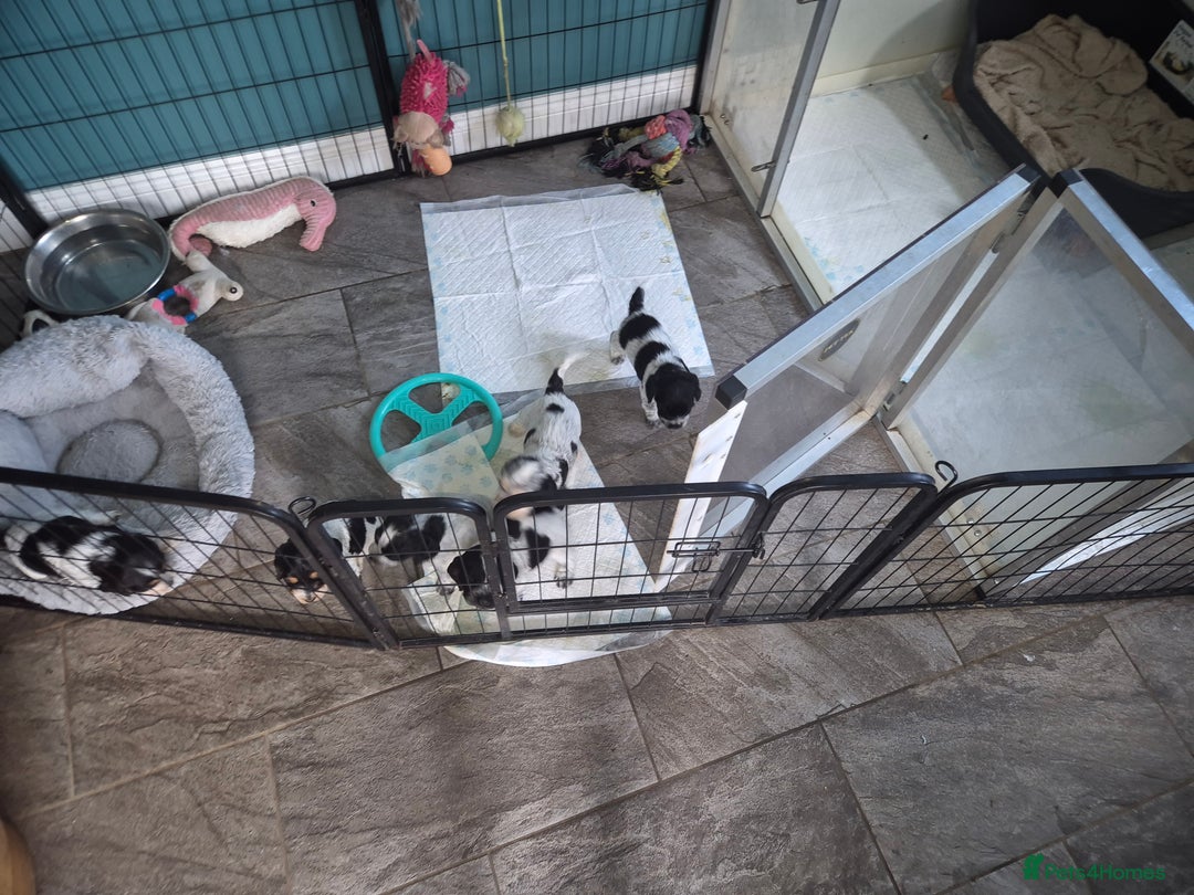 Cocker Spaniel dogs for sale: Reduced**** Ready Now Cocker Spaniel puppies 🐶  - Advert 5