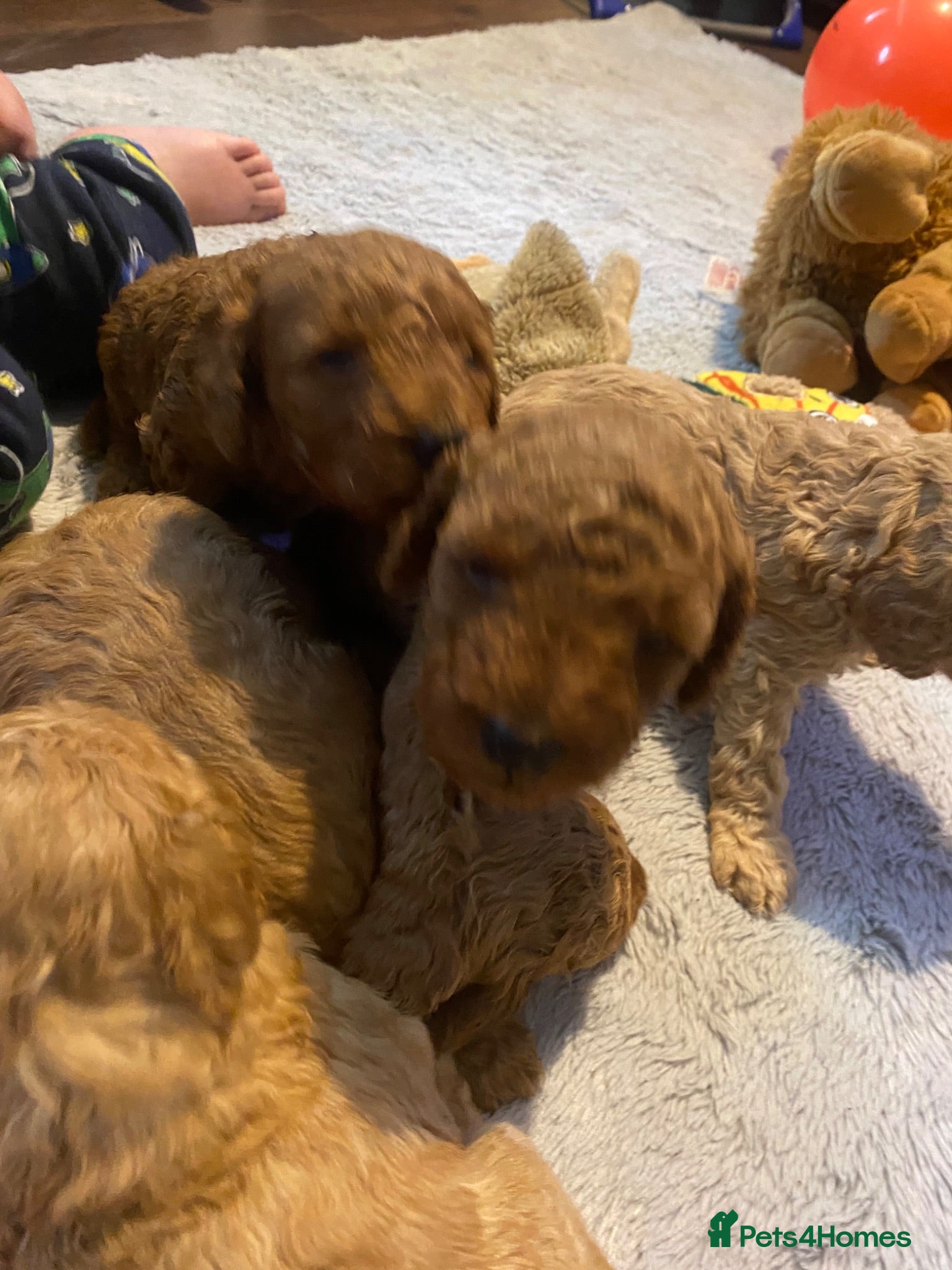 Cavapoo dogs 5 Beautiful Cavapoos from a family home.  - Advert 2