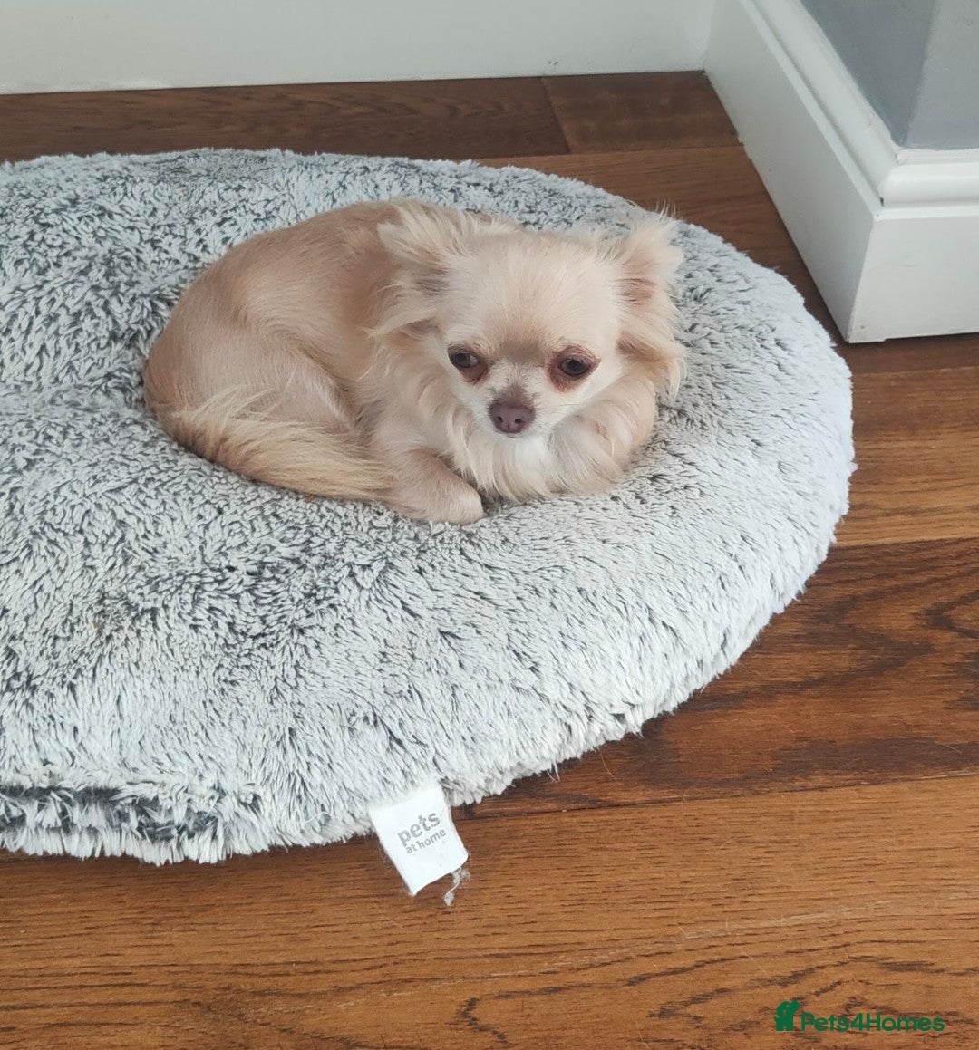 Chihuahua dogs Beautiful KC reg chihuahua puppies  - Advert 2