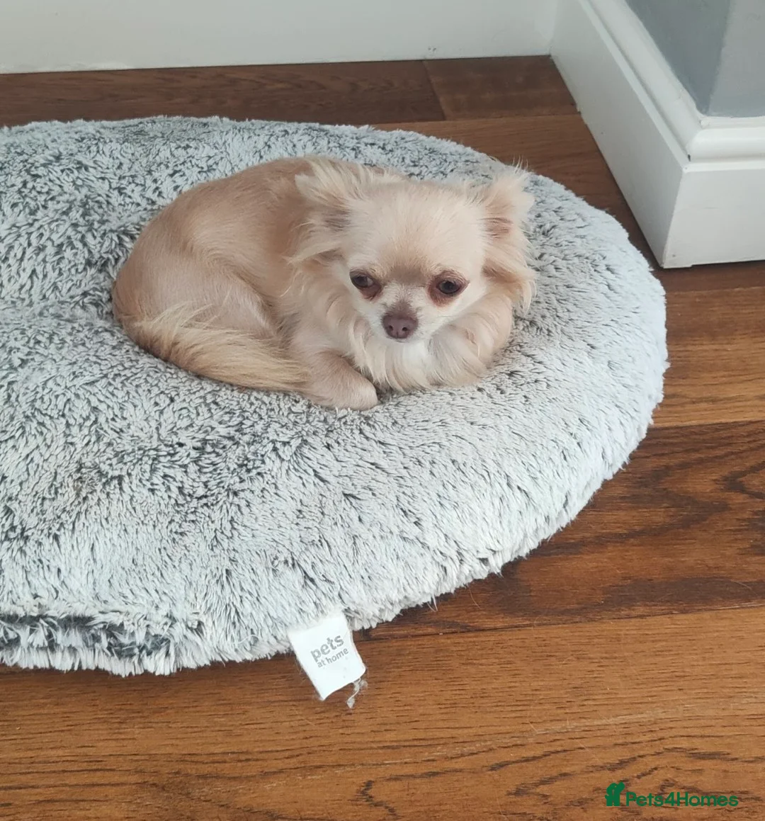 Chihuahua dogs for sale: Beautiful KC reg chihuahua puppies  - Advert 2