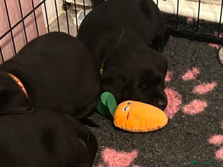 Labrador Retriever dogs 🌟 1 beautiful black female Labrador puppy🌟 - Advert 17