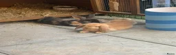 English Lop rabbits for sale: 2 male rabbits for sale, 3 months old plus hutch in London - Advert 1