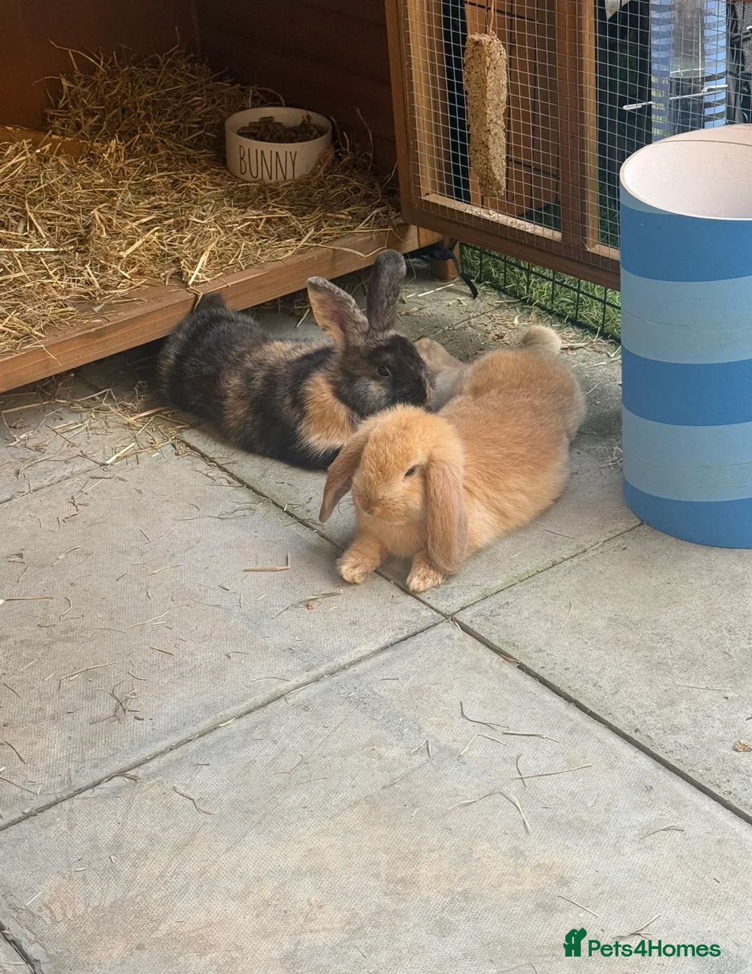 English Lop rabbits for sale: 2 male rabbits for sale, 3 months old plus hutch in London - Advert 1