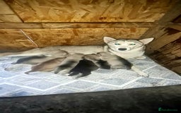 Siberian Husky dogs for sale: 6 siberian husky  - Advert 2