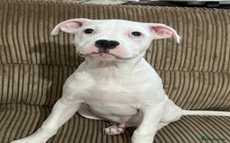 Mixed Breed dogs for sale: Staff puppy  - Image 2