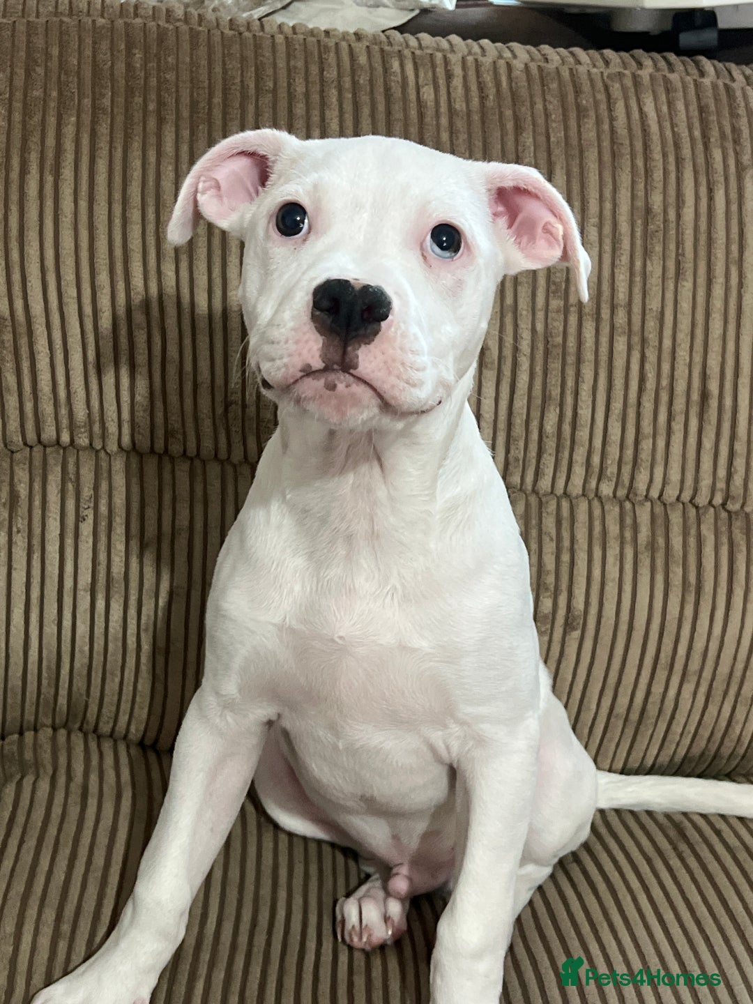 Mixed Breed dogs for sale: Staff puppy  - Image 2