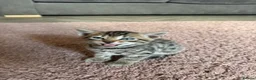 Bengal cats for sale: Bengal cross kittens  - Advert 3