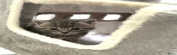 Mixed Breed cats for sale: Adorable grey kittens & tabby grey kittens  in Salisbury - Advert 31