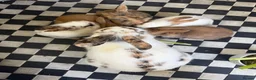 Mixed Breed rabbits for sale: Mix breed lion heads for sale in Stoke-on-Trent - Advert 4