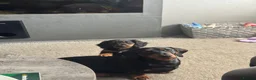 Miniature Dachshund dogs for sale: ONE LEFT KC REG LONG Hair Miniature Dachshund Pups - Advert 3