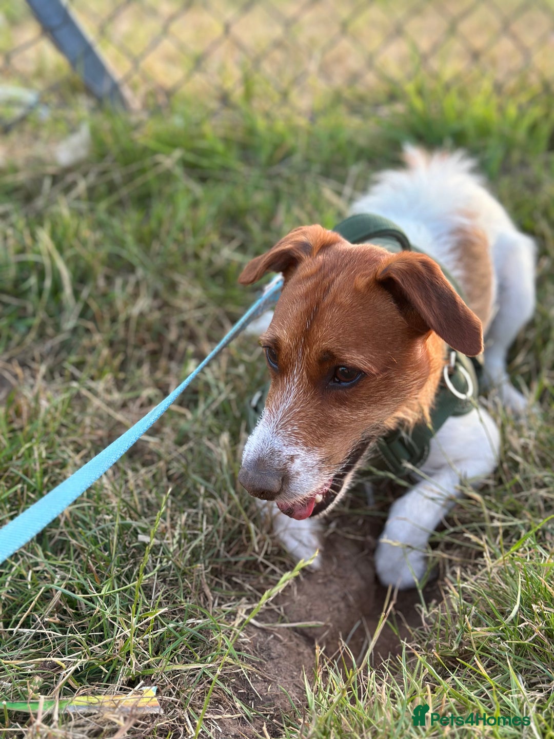 Jack Russell dogs for sale: Brother and sister Jack russels - Image 7