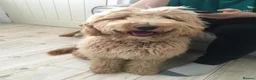 Goldendoodle dogs for sale: Stunning Multigenerational Goldendoodles Licensed  - Advert 12