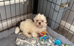 Shih Tzu dogs for sale: 4 Shih tzu girls  - Image 18