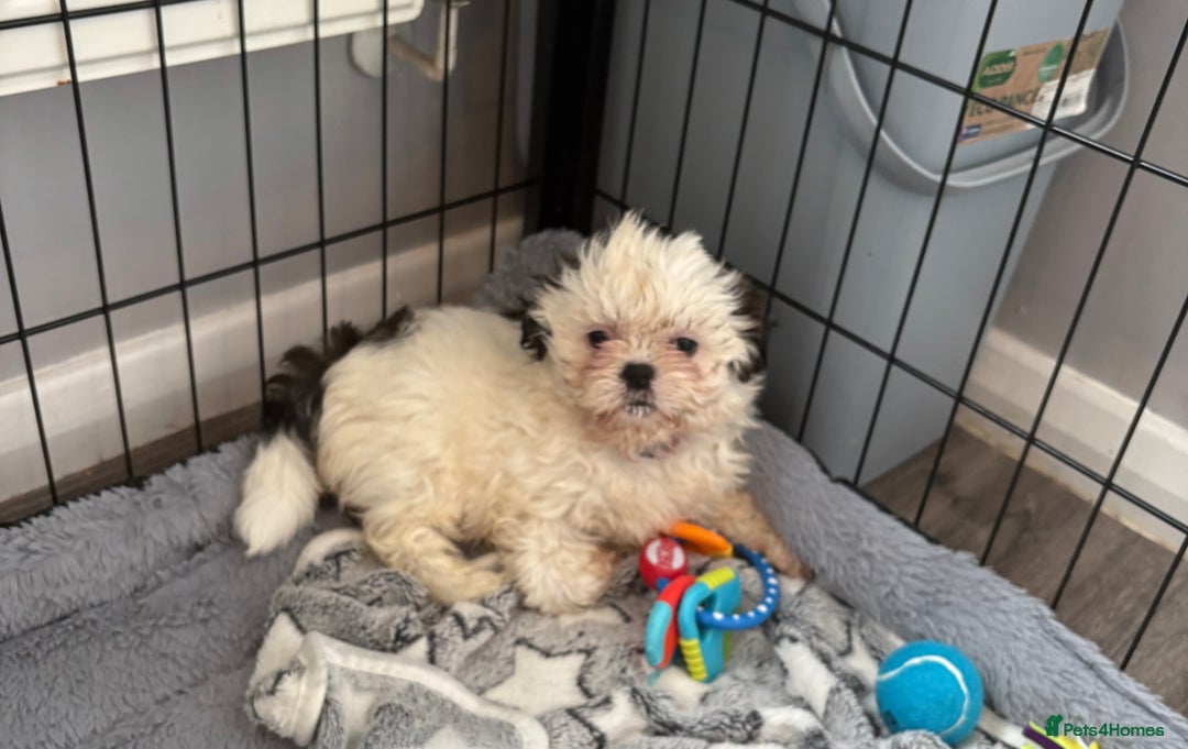 Shih Tzu dogs for sale: 4 Shih tzu girls  - Image 18