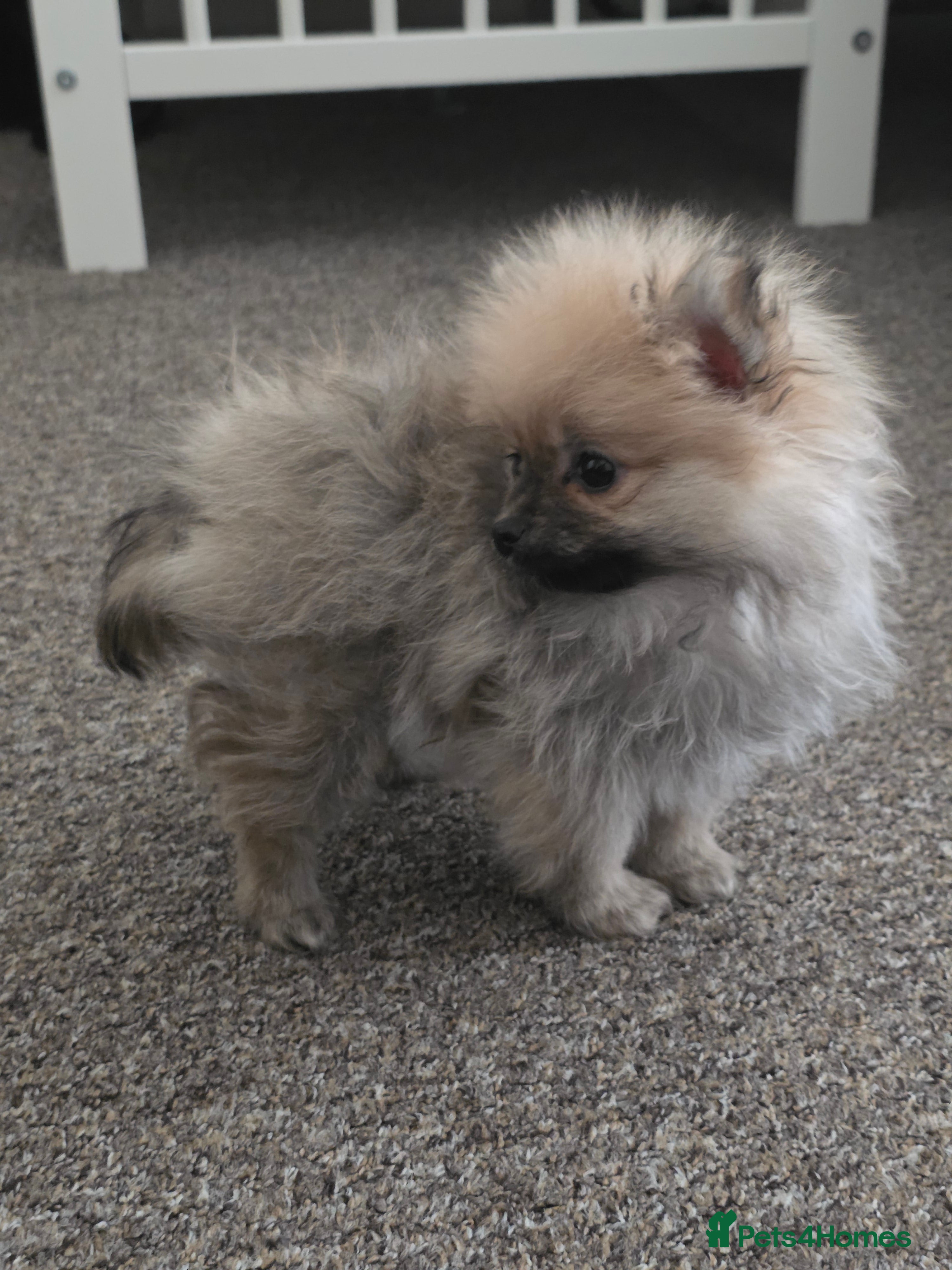 Pomeranian dogs Pomeranian - Advert 1