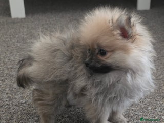 Pomeranian dogs Pomeranian - Advert 1